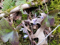 Hepatica