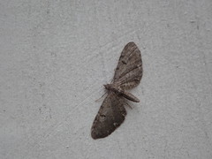 Eupithecia assimilata