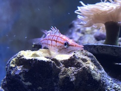 Oxycirrhites