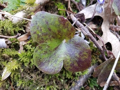 Hepatica