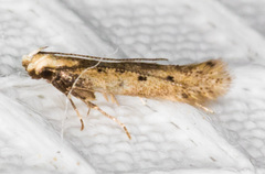 Monochroa quinquepunctella