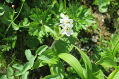 Anemonastrum biarmiense