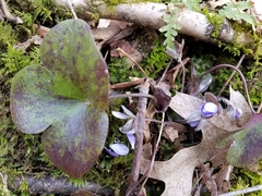 Hepatica