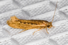 Ypsolopha sp-sw