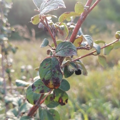 Cotoneaster melanocarpus
