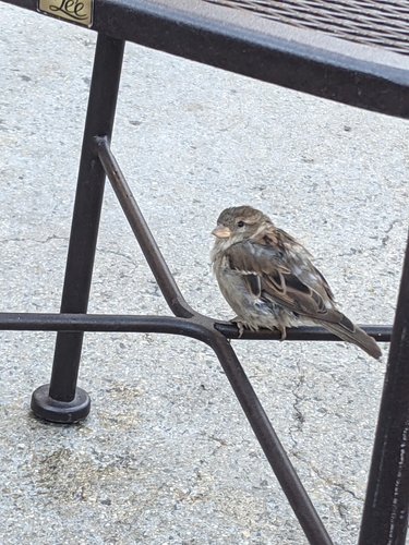 photo of House Sparrow (Passer domesticus)