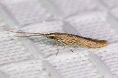 Coleophora glaucella