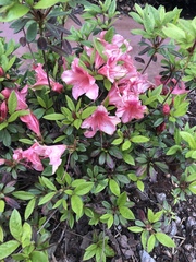 Rhododendron indicum