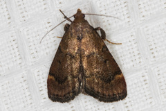 Hypsopygia phoezalis