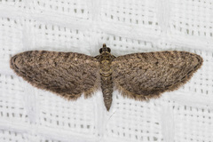 Eupithecia scabrogata