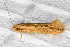 Ypsolopha sp-sw