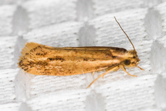 Ypsolopha sp-sw