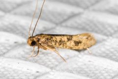 Niditinea fuscella