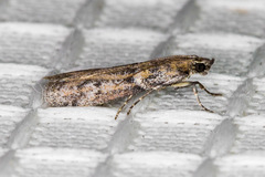 Amyelois transitella