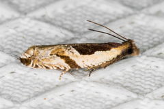 Ancylis simuloides