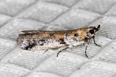 Laetilia dilatifasciella