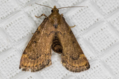 Hypsopygia phoezalis