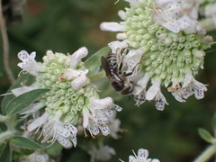 Melissodes denticulatus