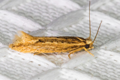 Ypsolopha sp-sw