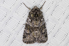 Lacinipolia strigicollis