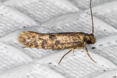 Niditinea fuscella