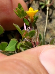Acmispon wrangelianus