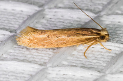 Ypsolopha sp-sw