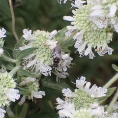 Melissodes denticulatus