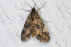 Elophila occidentalis