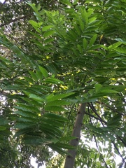 Cananga