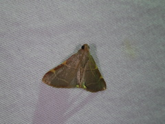 Hypsopygia binodulalis