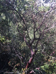 Arctostaphylos pallida