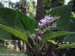 Plectranthus