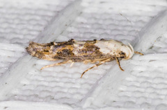 Mompha murtfeldtella