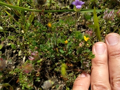 Acmispon wrangelianus