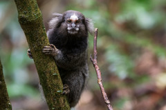 Callithrix jacchus × penicillata