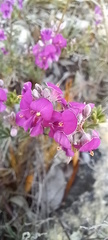 Indigofera sp11