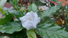 Tabernaemontaneae
