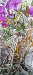 Indigofera sp11
