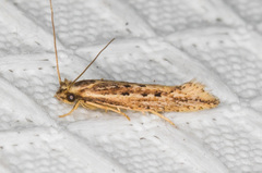Ypsolopha sp-sw