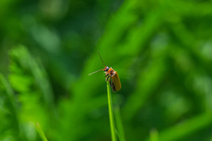 Cantharis rufa