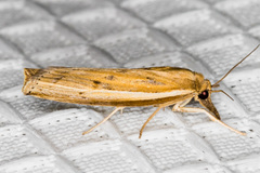 Fissicrambus intermedius