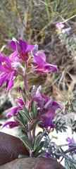 Indigofera sp11