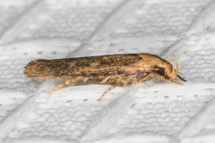 Platyedra subcinerea