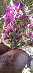 Indigofera sp11