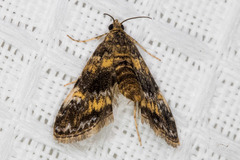 Elophila occidentalis