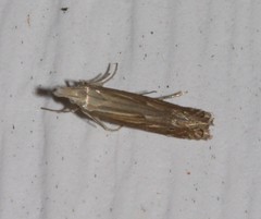 Isophrictis striatella
