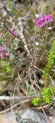 Indigofera sp11