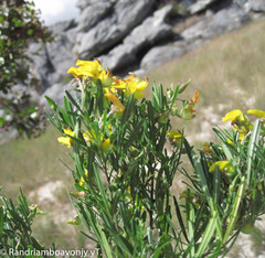 Crotalaria ibityensis