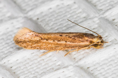 Ypsolopha sp-sw